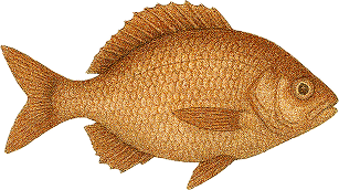 poisson